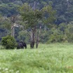 092 LOANGO Riviere Rembo Ngove Elephant Loxodonta africana cyclotis 12E5K2IMG_78723wtmk.jpg